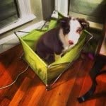Silas Lester Dion - @bordercolliesilas - Instagram