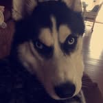 Slash Luttrell - @slash_dahusky - Instagram