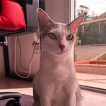 Silas Malafaia - @silas_ogato - Instagram