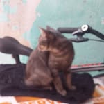 Silas Malafaia - @silas.ofc.109 - Instagram