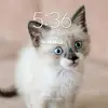 Silas Mann - @siguy1109 - TikTok