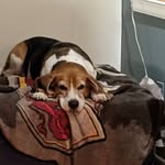 Silas "The Noble Hound"  Lopez - @silas_thenoblehound - Instagram