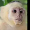 Monkey man - @silas.perez3 - TikTok