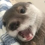 Silas Rogers - @silasrogers06 - Instagram