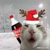 Si-guy224 - @silas.shaffer - TikTok