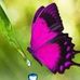 Silvana Penna - Facebook