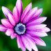 Silvana Rizzo - Facebook