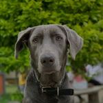 Silverio Pérez de Cocula - @silverio_perezudeg - Instagram