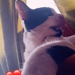 Silvestre Perdomo Cano - @silver20247 - Instagram