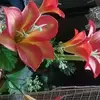 Silvia Ahumada - @silvia.ahumada358 - TikTok
