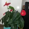 Silvia Alaniz385 - @silviaalaniz385 - TikTok