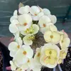 Silvia Andrade - @silvia.andrade522 - TikTok