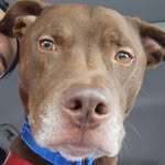 Silvia Archer - @happywaggytailsrescue - Instagram