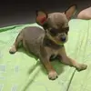 Silvia elena Argumedo baron - @silvia.elena.argu7 - TikTok