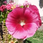 Magnolia - @silviaavilez025 - Instagram
