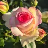 Sylvie Duché - @barbasilvia - TikTok