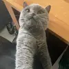 silvia barnes - @starvvia - TikTok