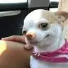 sylvia chan - @user75714809 - TikTok
