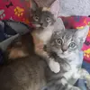 Silvia Chapa - @silviachapa5 - TikTok