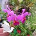 Sylvia Cintron - Facebook