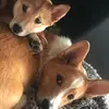 DogMom - @silviacolon68 - TikTok