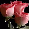Sylvia Colon - @sylvia.colon - TikTok