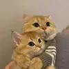 hidup berakhir kain kapan - @eddysilvia796 - TikTok