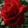 Silvia Fausto Fores - @silvia.fausto.for - TikTok