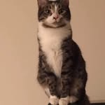 Silvia Leticia Reynoso-Holman - @midnightshadowcat1 - Instagram