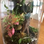 Silvia Miceli - @verde_dentro - Instagram