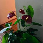 Silvia Muy - Facebook