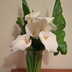 Silvia Pisano - Facebook