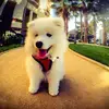 Funny Cats - @silviapowell - TikTok