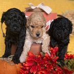 Silvia Reid - @farmview_mini_goldendoodles - Instagram