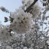 Silvia Rossi - @silvia.rossi368 - TikTok