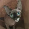 Silvia - @silvia_rossi1 - TikTok