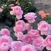 silviaparucker - @silviaparucker - TikTok