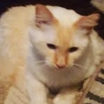 Simon Adamson - @simon.is.really.fat - Instagram