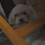 @si.mon.bello - Instagram