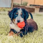 Simón 🐶 - @simon.boyerodeberna - Instagram