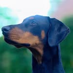 Simon Briscoe - @mia_the_dobie_pup - Instagram