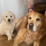 Simon Burnett - @alfie_simon - Instagram