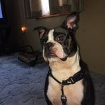 Simon Solomon Carmichael - @simon_carmichael1 - Instagram