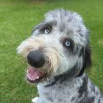 Simon Cherry - @simchez76 - Instagram