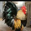Simon Choo - @30526589193 - TikTok