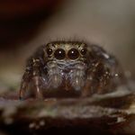Simon Christensen - @simon_macro - Instagram