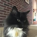 Simon The Cat - @simon_church - Instagram