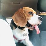 Simon Cruz🐾🩵 - @simon_beagle_cruz - Instagram