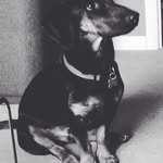 Simon & Dexter - @notquiteasausage - Instagram