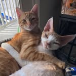 Simon & Dexter - @simontherexanddex - Instagram
